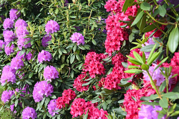 红色和紫色的绣球花花园图片下载