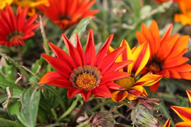 非洲菊图片下载