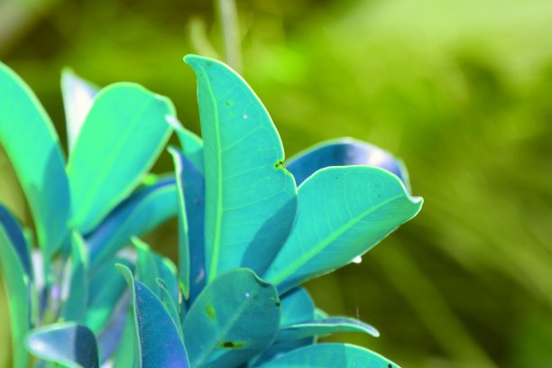 一个美丽的模糊背景与绿色的蓝色叶子近距离拍摄微距摄影材料图片下载