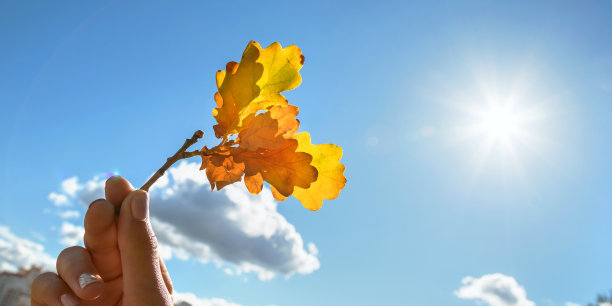 女性手握着秋日枯黄的橡树枝头，阳光耀眼，蓝天映衬着白云图片下载