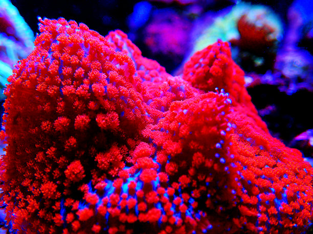 红色和蓝色圣托马斯钮扣菇图片下载