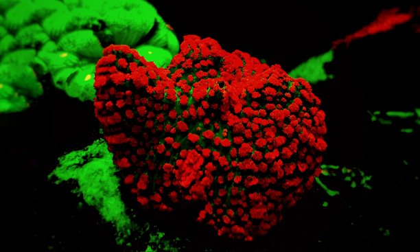 红蓝圣汤玛士蘑菇软息肉耳图片下载