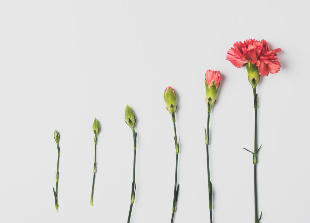 粉红色康乃馨花图片下载