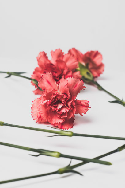 粉红色康乃馨花图片下载