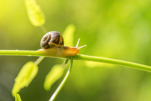 蜗牛在绿色的茎上。图片下载
