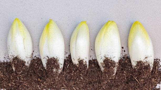 新鲜蔬菜菊苣图片下载