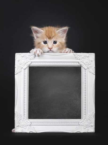 红色银色的缅因猫在黑色的背景图片下载