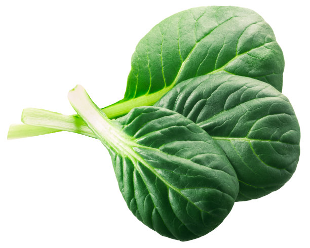 绿色Tatsoi叶(芸苔属植物变种rosularis)孤立，俯视图图片下载