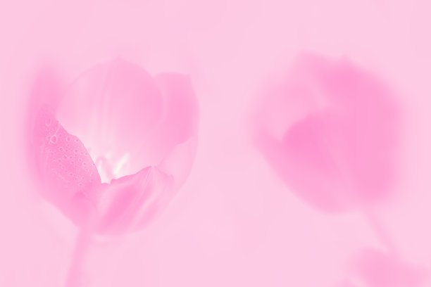 粉红色的花，带有水滴的郁金香图片下载