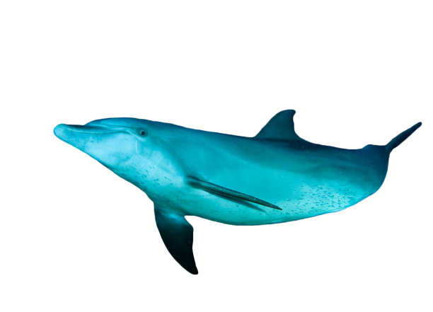 孤立的海豚图片下载