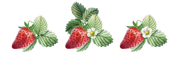 水彩画一套红色多汁的草莓与叶和花。手绘食物插图。水果打印。图片下载