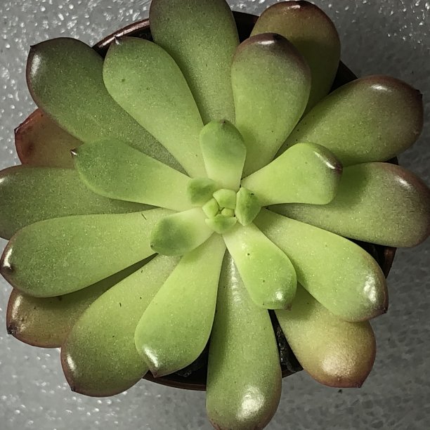 粉红红宝石肉质植物图片下载