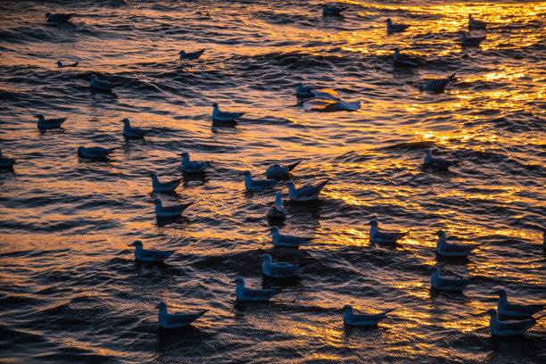 日落时海滩上海鸥的风景图片下载