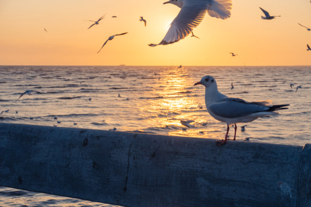 日落时海滩上海鸥的风景图片下载