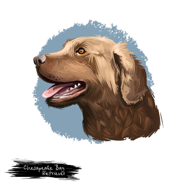 切萨皮克湾寻回犬品种孤立在白色背景数字艺术插图。可爱的宠物手绘肖像。图形剪贴画设计逼真的动物。图片下载