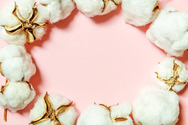 简单的极简设计，白色的棉花花孤立在粉色柔和的背景。织物织物柔软，天然有机农场过敏概念图片下载