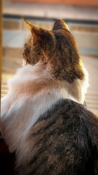 透过窗户看的猫图片下载