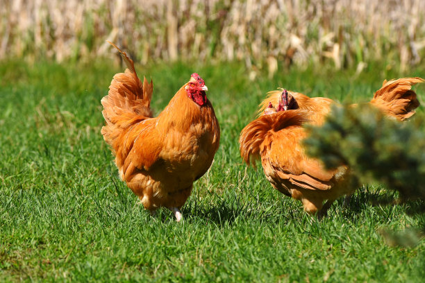 自由放养的鸡图片下载