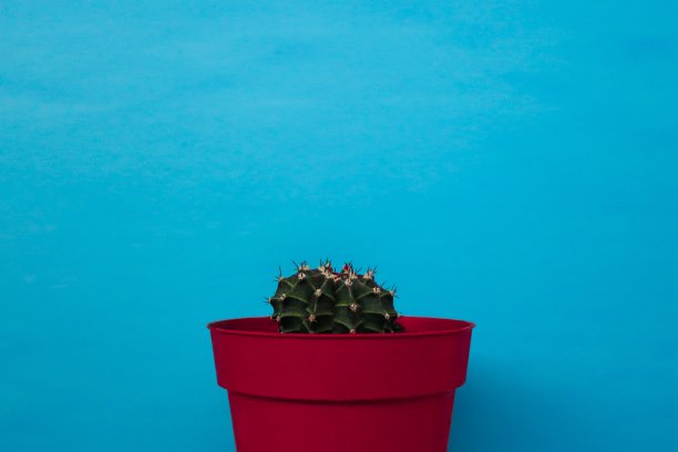 花瓶里的仙人掌，形象居中，色彩鲜艳图片下载