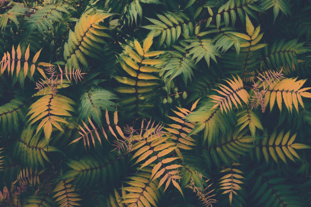 热带植物的模式。春天的背景是绿叶。花和棕榈叶。从以上观点。图片下载