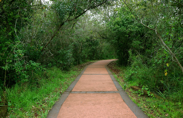 南美阿根廷伊瓜苏国家公园的丛林徒步旅行试验图片下载