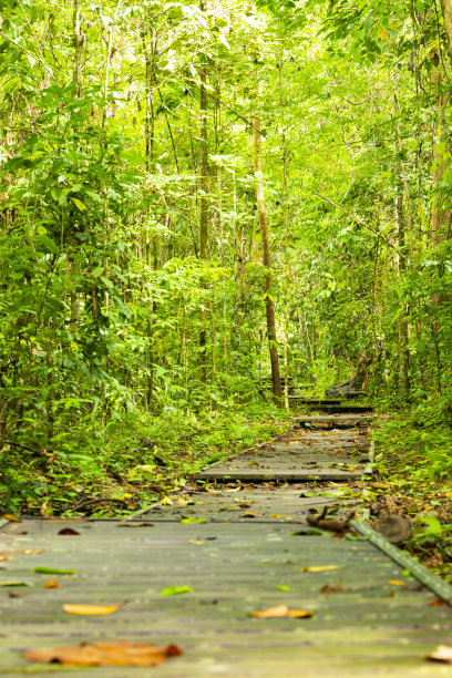 (选择性聚焦)马来西亚Taman Negara国家公园热带雨林中令人惊叹的人行道。图片下载