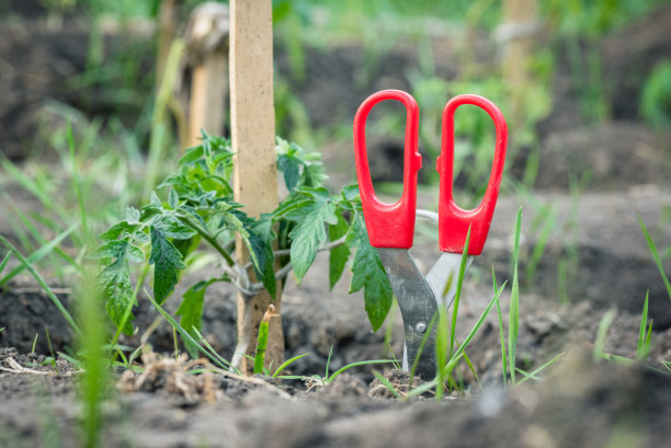 番茄幼苗。图片下载