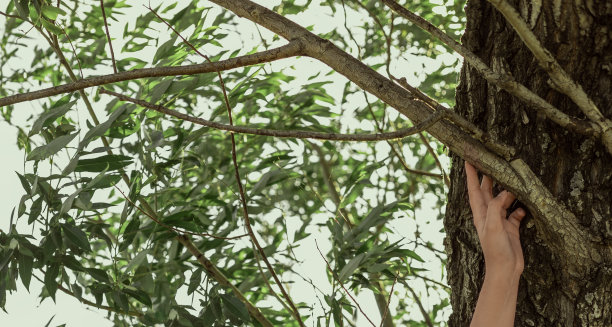 手碰到了树枝图片下载