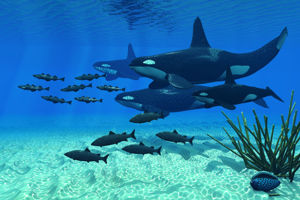 虎鲸的家庭图片下载