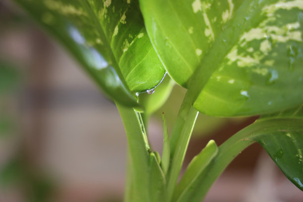 植物上的水滴图片下载