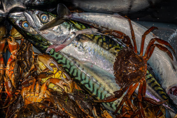 新鲜捕捞的海鲜，红蟹和鲭鱼在一个桶图片下载