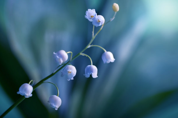 夜景中盛开的山谷百合，特写。花的背景图片下载