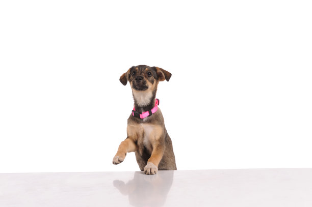 有趣的狗图片下载