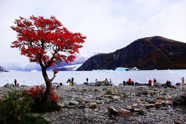 大自然中的红树。深红色女王。图片下载