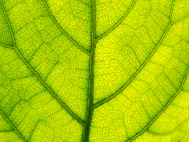 象藤的图案鲜艳图片下载