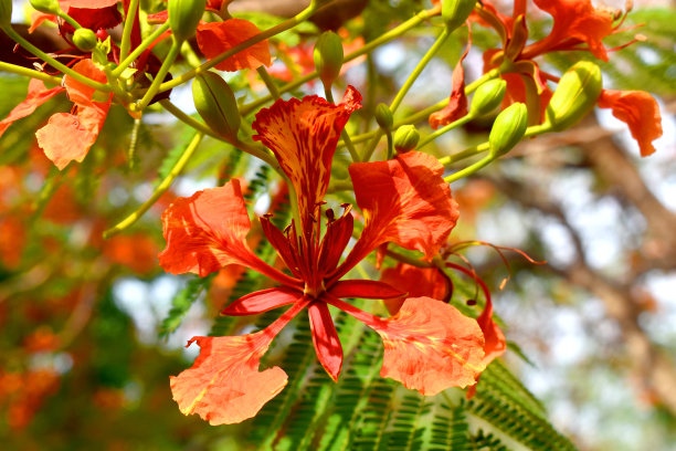 红孔雀花在泰国乡村，以自然为背景图片下载