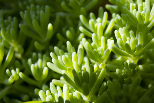 夏天的院子里绿草宏。图片下载