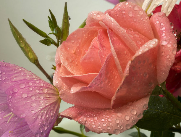 美丽的玫瑰沐浴在春雨中图片下载