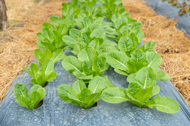 在园艺背景的菜地中，黑色塑料盖菜床上的莴苣叶图片下载