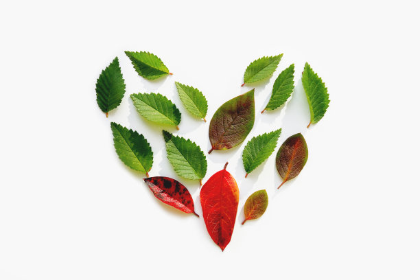 心形的顶视图由白色背景上的小亮绿色和红色叶子构成。爱自然的概念。平铺的背景与自然的叶子。图片下载