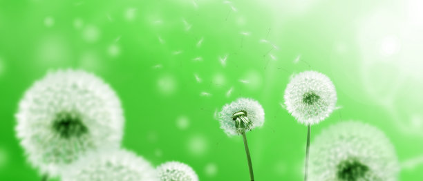 蓝天上的蒲公英花，羽毛飞舞。图片下载