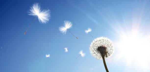 蓝天上的蒲公英花，羽毛飞舞。图片下载