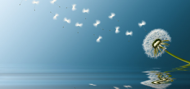 蓝天上的蒲公英花，羽毛飞舞。图片下载