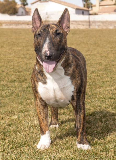 在公园摆姿势的斑纹斗牛梗图片下载