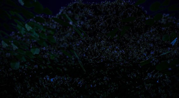 夜晚的丛林景观图片下载