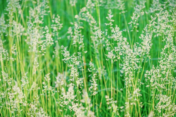 绿草背景，纹理图案。夏天明亮的颜色图片下载