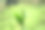 茶叶芽在丘陵种植园图片下载