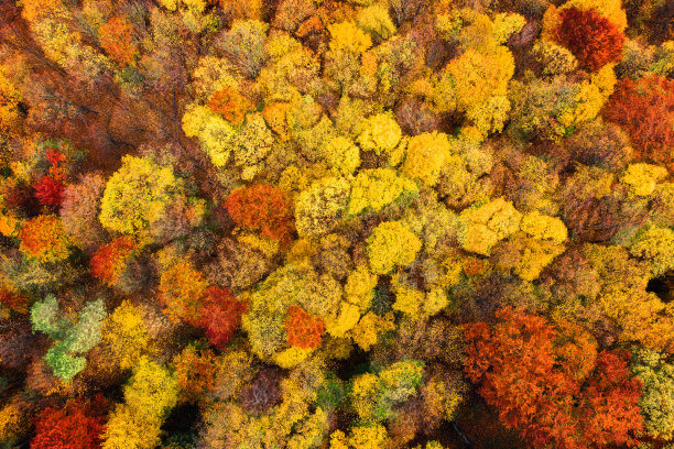 秋天背景图片下载