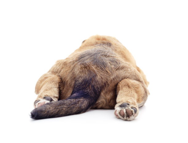 一个小的狗。图片下载