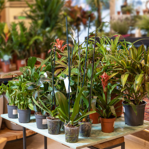 在花园商店的木板上有很多植物图片下载